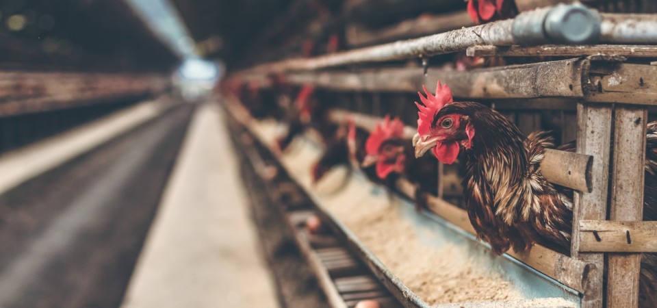 Είδη ζώων </br> & pet shop