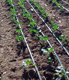 ΣΤΑΛΑΚΤΗΦΟΡΟΙ